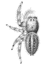 Fig. 133. Phidippus multiformis.—Female enlarged six times.