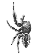 Fig. 134. Phidippus multiformis.—Male enlarged six times.