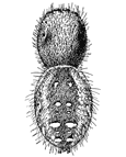 Fig. 135. Phidippus mystaceus, enlarged six times.