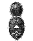 Fig. 136. Phidippus tripunctatus, enlarged six times.