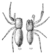 Figs. 150, 151. Icius elegans.—150, female. 151, male. Both enlarged six times.