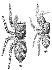 Figs. 155, 156.Epiblemum scenicum.—155, female. 156, male. Both enlarged six times.