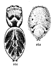 Figs. 161, 162. Hasarius hoyi.—161, young female enlarged six times. 162, abdomen of adult female to show difference in markings.