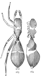 Figs. 163, 164. Synemosyna formica.—163, female enlarged eight times. 164, side of female.