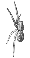 Fig. 173. Lycosa nidifex.—Female enlarged twice.