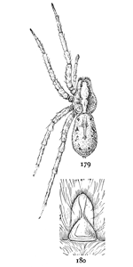 Figs. 179, 180. Lycosa kochii.—179, female enlarged twice. 180, epigynum.