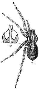 Figs. 191, 192. Pardosa glacialis.—191, Female enlarged four times. 192, epigynum.