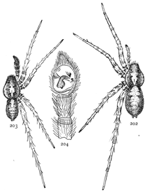 Figs. 202, 203, 204. Pardosa nigropalpis.—202, female. 203, male. Both enlarged four times. 204, end of palpus of male.