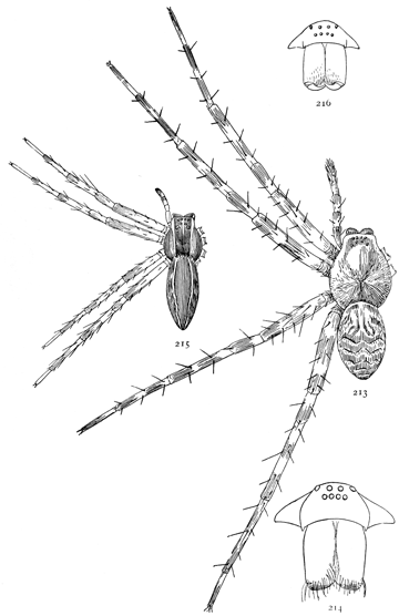 Figs. 213, 214.  Dolomedes tenebrosus.—213, female enlarged twice. 214, front of head.