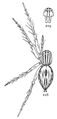 Figs. 218, 219. Oxyopes salticus.—218, female enlarged six times. 219, front of head.