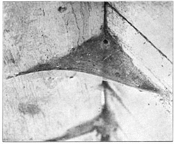 Fig. 230. Web of Tegenaria derhamii in corner of cellar.