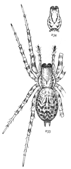 Figs. 233, 234. Tegenaria medicinalis.—233, adult female enlarged four times. 234, cephalothorax of young female to show spots.