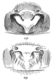 Figs. 236, 237. Two forms of epigynum of Tegenaria medicinalis.