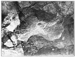 Fig. 238. Web of Tegenaria medicinalis in a hollow of a rock, the front edge held up by threads running across the hollow, and the mouth of the tube showing behind it.