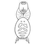 Fig. 252. Hahnia cinerea.