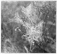 Fig. 253. Webs of Theridium in a fog, on the tops of burnt bushes. Half the real size. These webs are too fine to be noticed in dry weather.