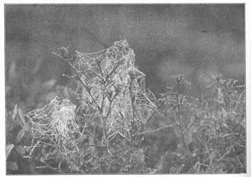 Fig. 254. Webs of Theridium in a fog, on the tops of golden-rod. One-third the real size.