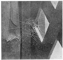 Fig. 256. Web of young Theridium tepidariorum in a corner of a trellis. A little less than the real size. The spider stood in the close part near the middle.