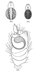 Figs. 264, 265, 266. Theridium differens.—264, female enlarged eight times. 265, male enlarged eight times. 266, end of palpus of male.