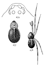 Figs. 277, 278, 279. Steatoda borealis.—277, female. 278, male. Both enlarged four times. 279, eyes.