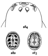 Figs. 282, 283, 284. Steatoda marmorata.