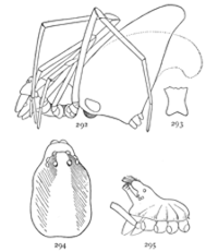 Figs. 292, 293, 294, 295. Argyrodes trigonum.