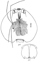 Figs. 306, 307. Pholcus phalangioides. —306, female and male natural size, and cephalothorax of female much enlarged. 307, mandibles of male.