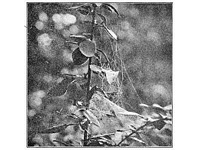 Fig. 332. Web of Linyphia phrygiana in a barberry bush. The spider stood under the upper part of the inclined sheet close to the stem.