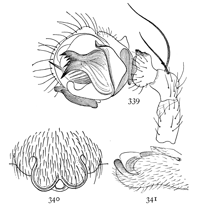 Figs. 339, 340, 341. Linyphia nebulosa.—339, palpus of male. 340, epigynum from below. 341, epigynum from the right side.