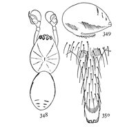 Figs. 348, 349, 350. Linyphia insignis.—348, female enlarged twelve times. 349, side of abdomen of female. 350, epigynum.