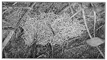 Fig. 359. Web of Erigone dentigera among stems of grass close to the ground. About the real size.