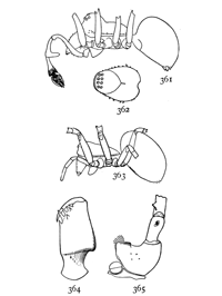 Figs. 361, 362, 363, 364, 365. Erigone dentigera.—361, side of male. 362, back of cephalothorax of male enlarged sixteen times. 363, female. 364, mandible of male. 365, maxilla of male.