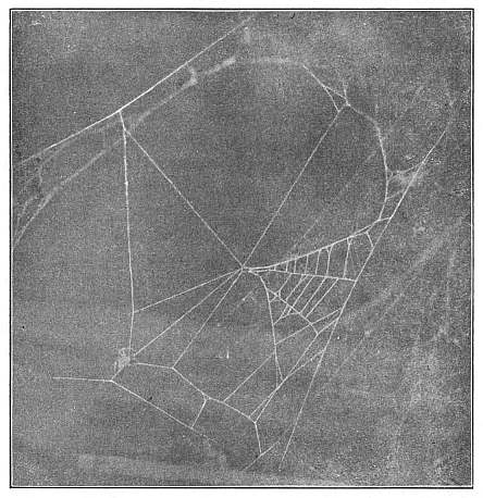 Fig. 382. Epeira sclopetaria tearing down an old web and beginning a new one. Five new rays have been made and a quarter of the old web remains at the right.