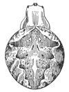 Fig. 391. Epeira cinerea.— Back of female enlarged twice.