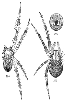 Figs. 393, 394, 395. Epeira trivittata, enlarged four times.—393, female. 394, male. 395, markings of under side of abdomen.