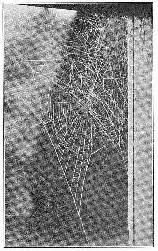 Fig. 406. Web of Epeira globosa in the corner of a doorway, showing the large tent at the top, from which a coarse thread runs to the center of the round web.