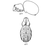 Figs. 411, 412. Epeira gibberosa, enlarged eight times.—411, back of female. 412, side view to show humps on the cephalothorax.