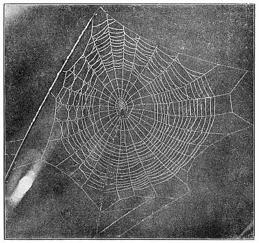 Fig. 420. Unfinished web of Epeira stellata with the spider hanging near the center. Half the real size.