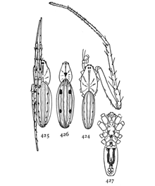 Figs. 424, 425, 426, 427. Larinia directa. 424, male with one front leg to show its great length. 425, female with the legs of one side drawn up in a natural position, showing the spots. 426, female with four large spots on the back. 427, under side.