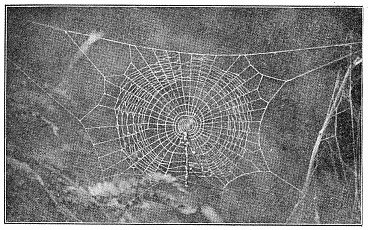 Fig. 430. Half-finished web of young Cyclosa conica, showing sticks and rubbish across the lower half. The inner spiral has a loop in the left side.