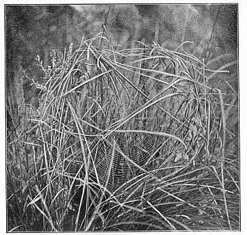 Fig. 457. Web of Argiope transversa in an opening among marsh grass, covered above by wilted ends of grass leaves.