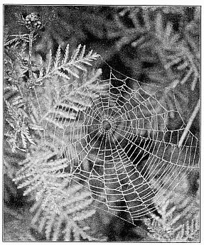 Fig. 460. The same web shown in Fig. 459, treated so as to show the inner spiral and the hole in the middle of the web.