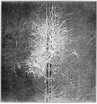 Fig. 471. Webs of Dictyna on the side of a house. The nests were in the groove between the boards, and the webs radiated irregularly from them, crossing each other in all directions so as to appear like parts of one web.