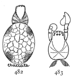 Figs. 482, 483. Dictyna cruciata.—482, female enlarged eight times. 483, cephalothorax and palpi.