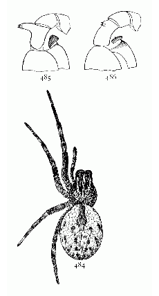 Figs. 484, 485, 486. Dictyna volucripes.—484, female enlarged eight times. 485, tibia of male palpus of Dictyna volucripes. 486, tibia of male palpus of Dictyna muraria.