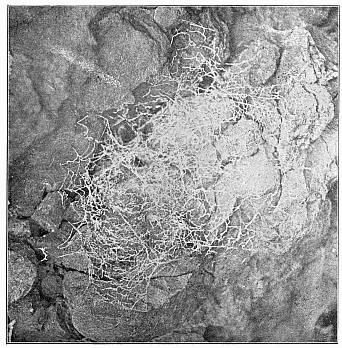 Fig. 488. Web of Amaurobius sylvestris on a rough conglomerate rock. The spider had a nest in a crack at one side.