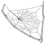 Fig. 497. Web of old Uloborus. The spider is in the middle and at the left are three egg cocoons. One-third the real size.