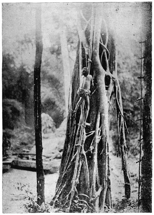 Kādir Tree-climbing.