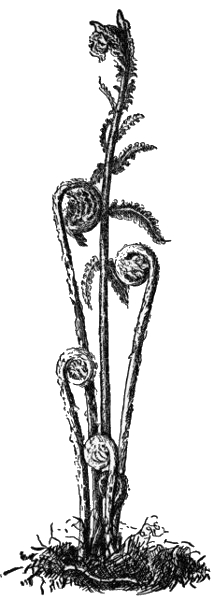 Fiddleheads