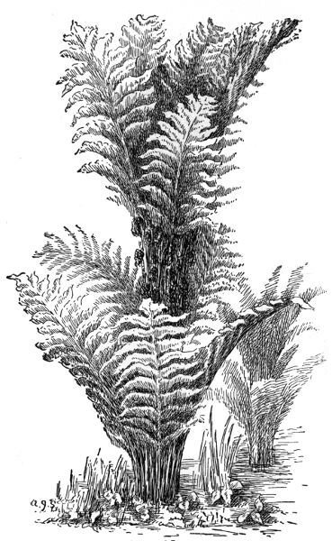 Interrupted Fern